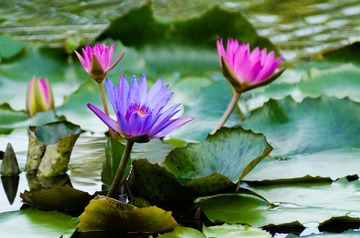 莲花_20130524_1.jpg