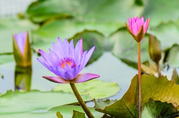 莲花_20130524_3.jpg