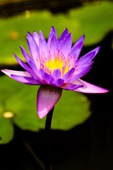 莲花_20130525_9.jpg