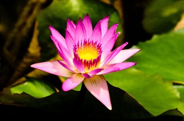 莲花_20130525_11.jpg