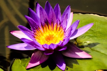 莲花_20130525_12.jpg