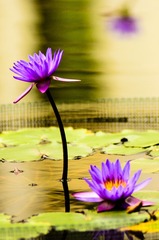莲花_20130525_13.jpg