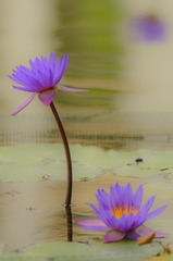 莲花_20130525_14.jpg