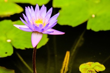 莲花_20130525_15.jpg