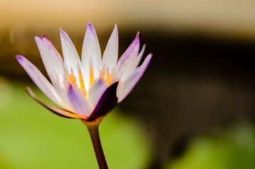 莲花_20130525_16.jpg