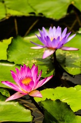 莲花_20130525_19.jpg