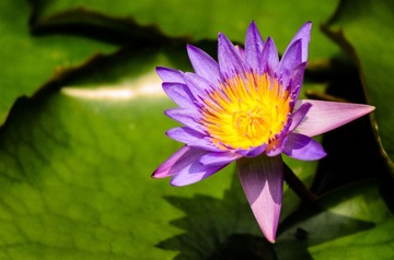 莲花_20130525_17.jpg