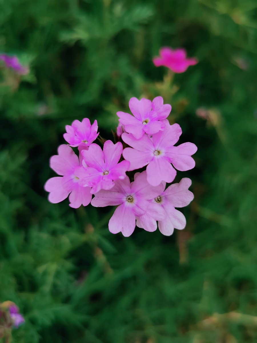 一组细叶美女樱