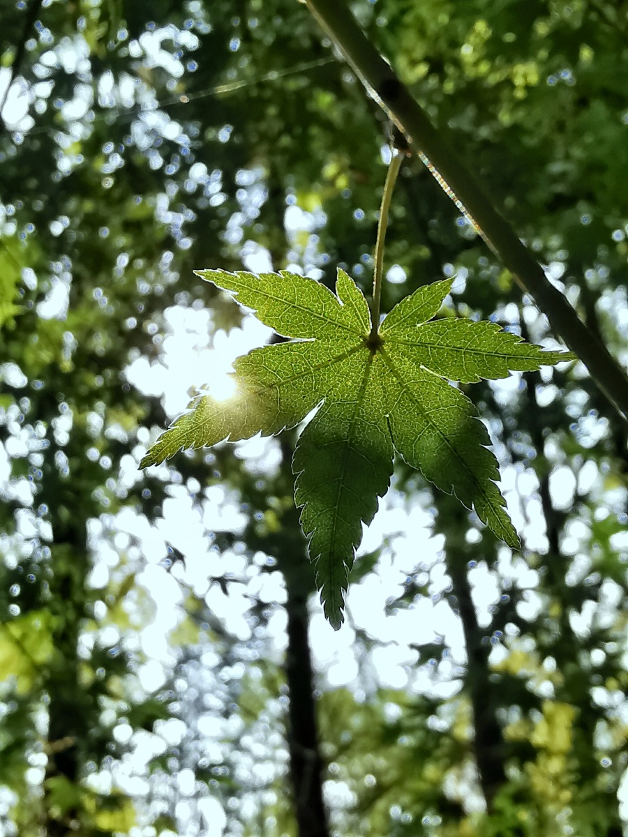 公园里的枫叶还是绿盈盈的