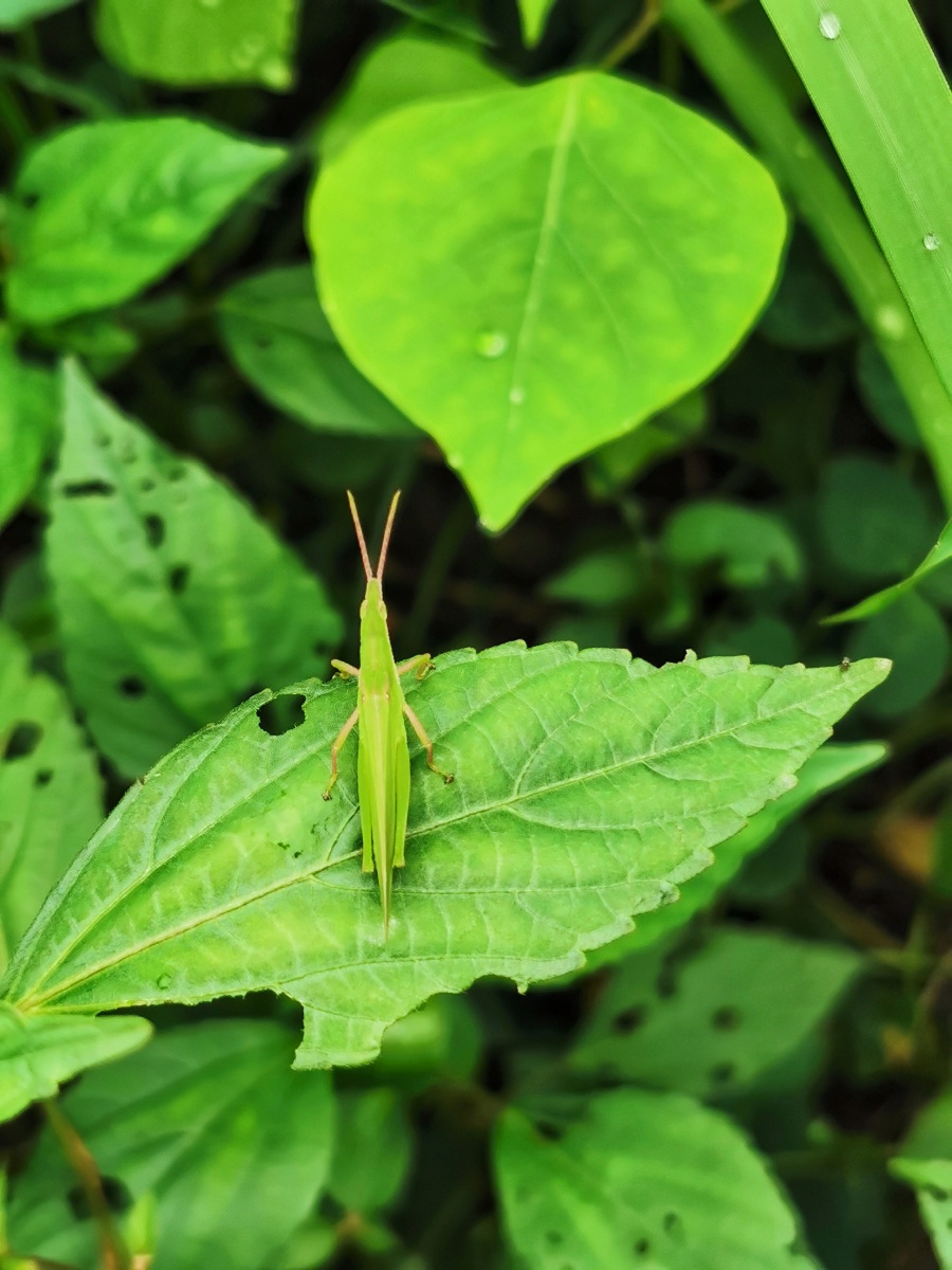 夏天的昆虫一组