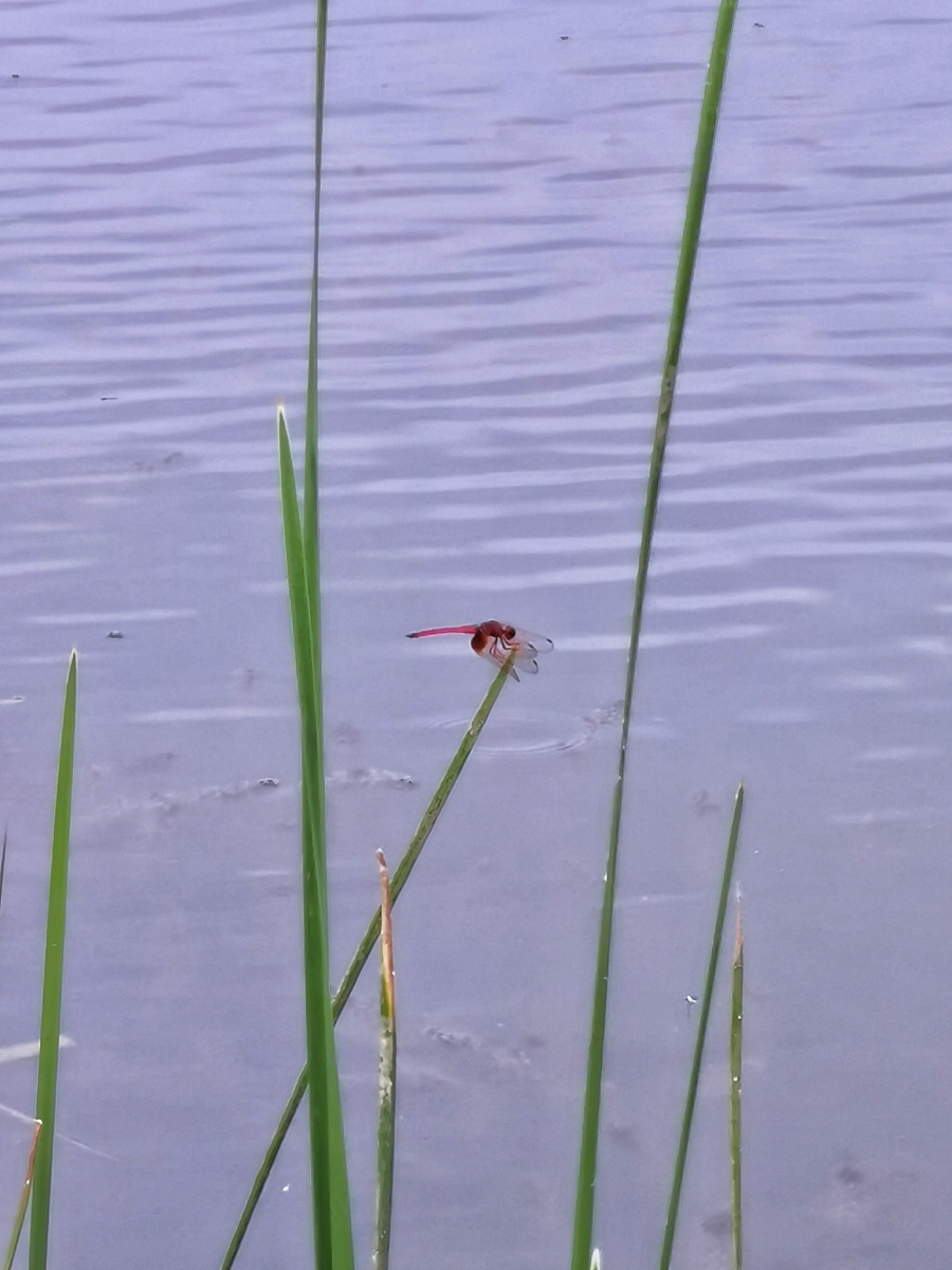 在河边抓拍的蜻蜓