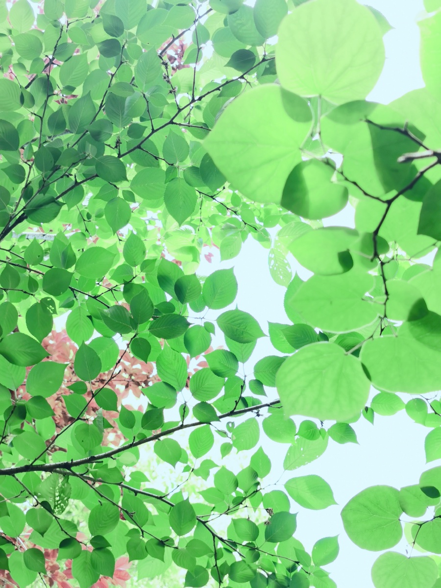 900_1200竖版 竖屏