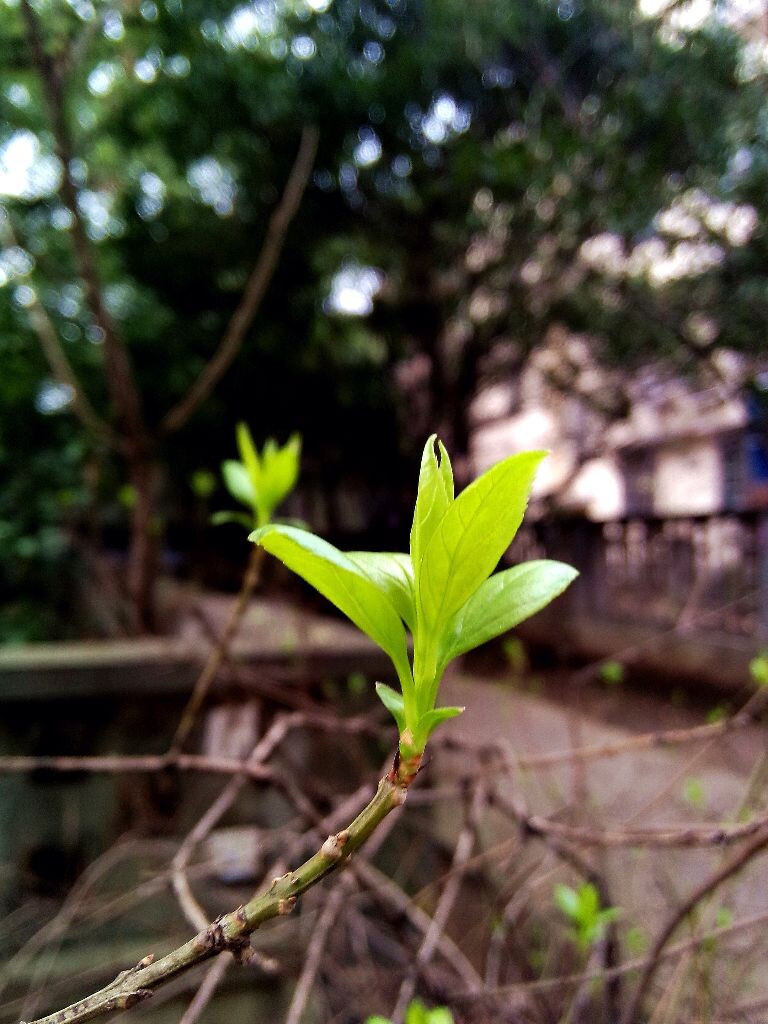 HUST IN SPRING