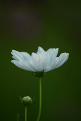 827305