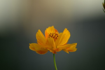 827313