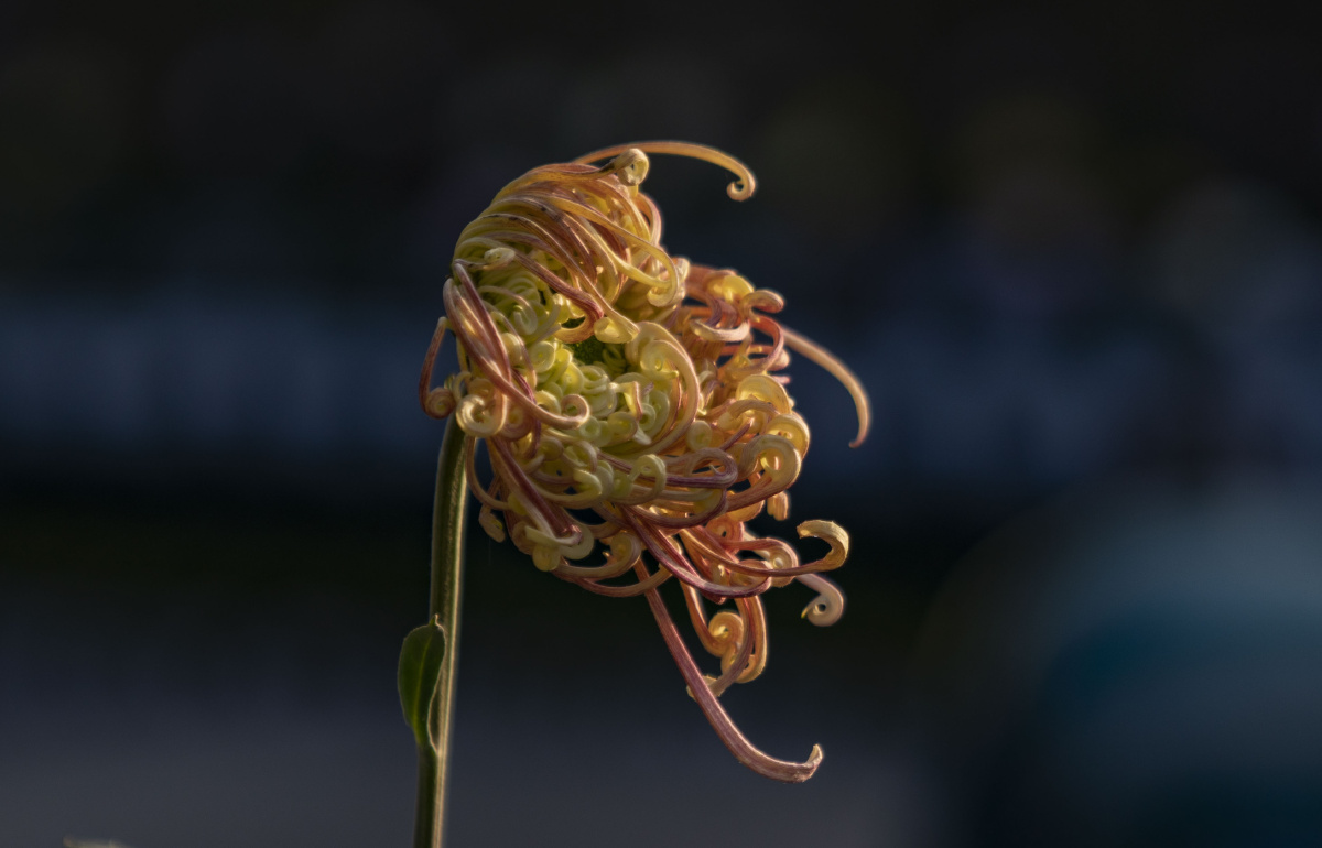 2018年11月1日,游览重庆园博园举办22届菊花艺术展所拍.