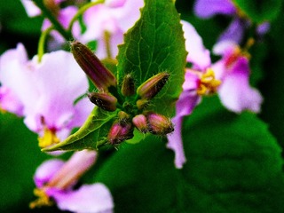 nEO_IMG_DSCF0051副本.jpg