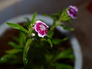 P4280513
