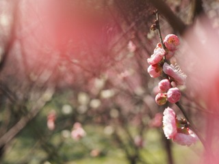 IMG_20130303134114_01.JPG