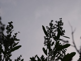 IMG_20130519164805_01.JPG