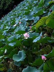 接天莲叶无穷碧