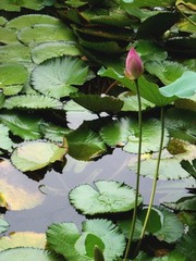 花的姿态