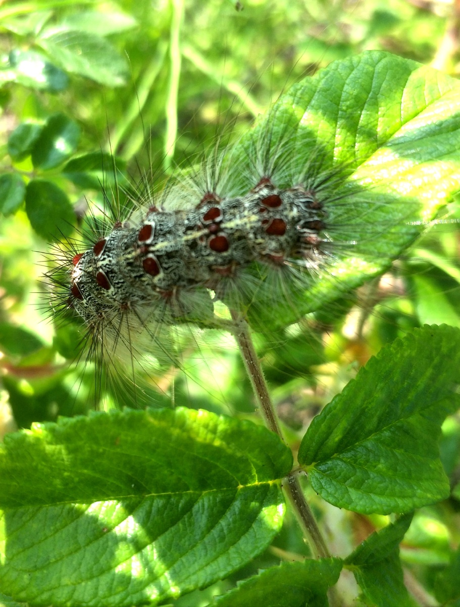毛毛虫恋上玫瑰花