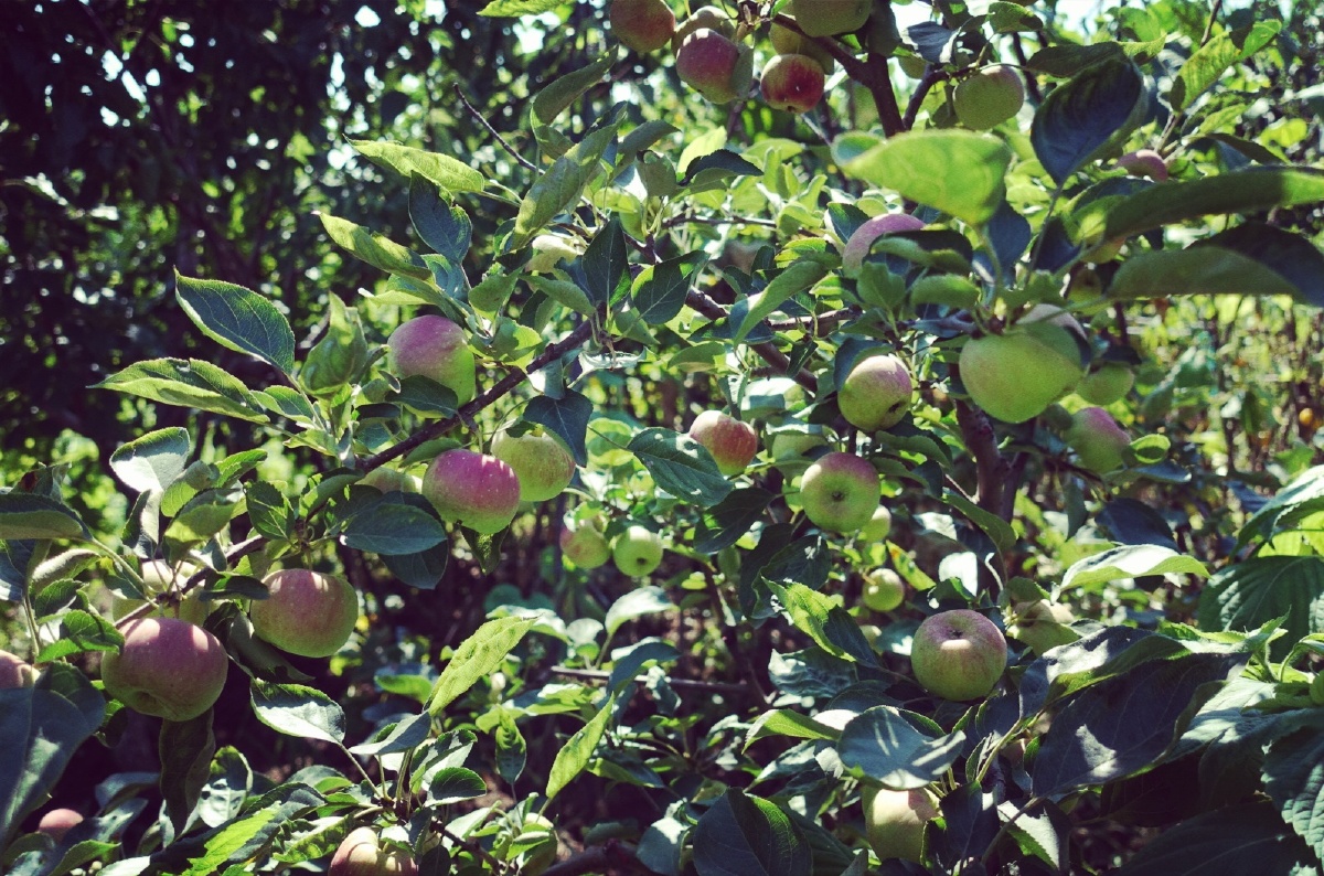 龙凤果!这颗树没少结果啊?