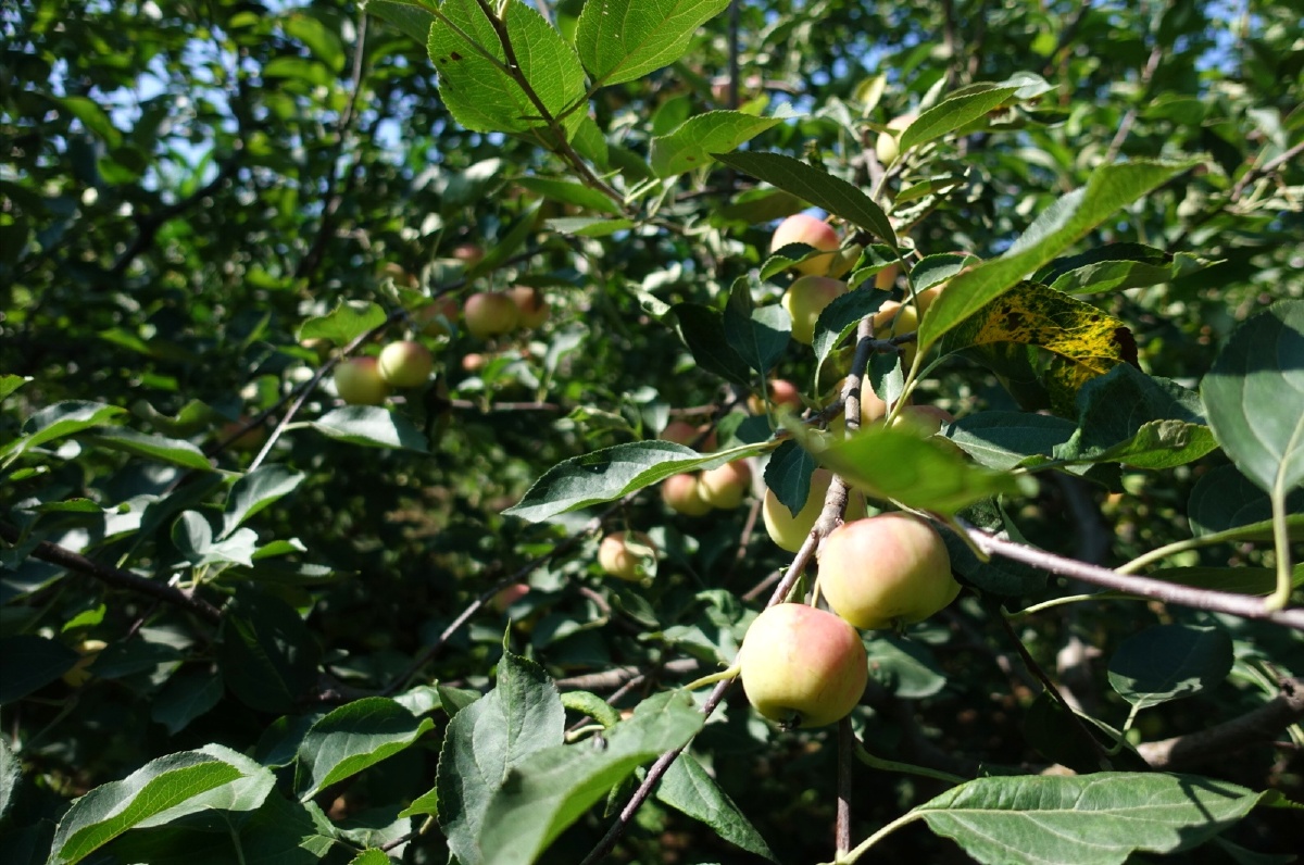 这颗黄太平结的还够给深圳的小弟邮了,他每年最馋的就是家里的这种果