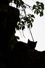454Z6971.jpg
