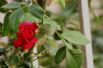 454Z6978.jpg