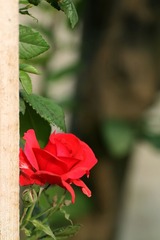 454Z6980.jpg
