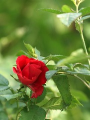454Z6983.jpg