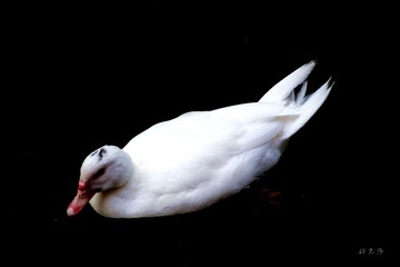 IMG_0656.jpg