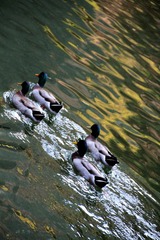 IMG_0659.jpg