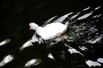 IMG_0663.jpg