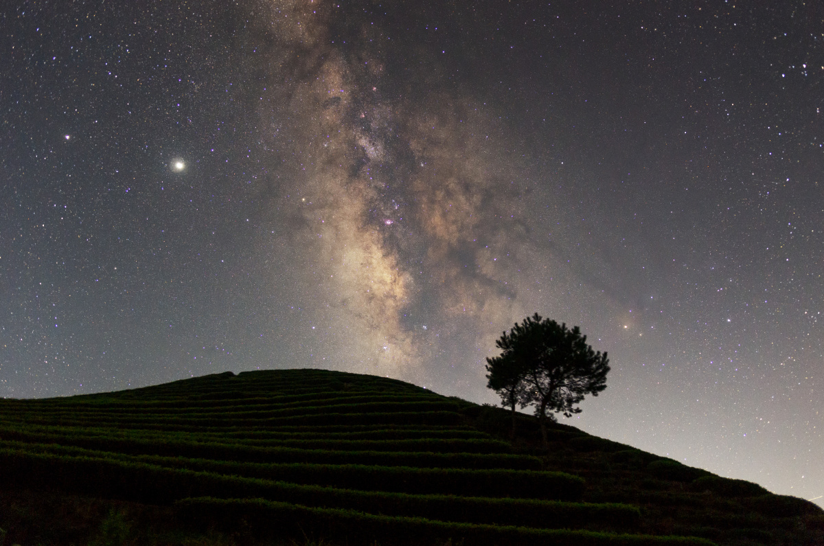 茶园星空