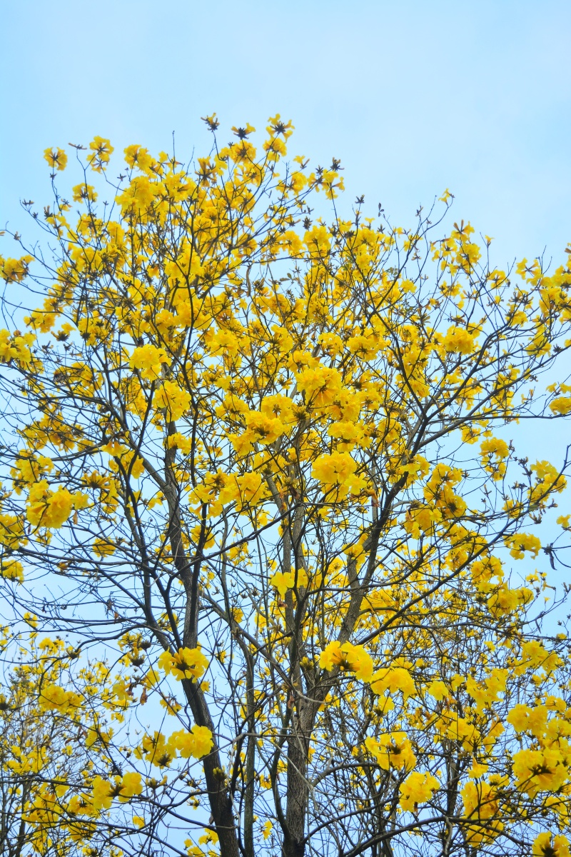 黄花风铃木花掠影摄于广东普宁