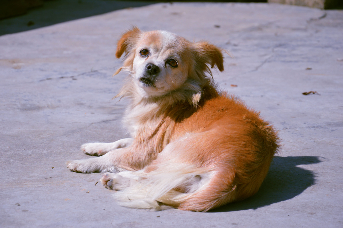 贵州的狗特别能吃辣?