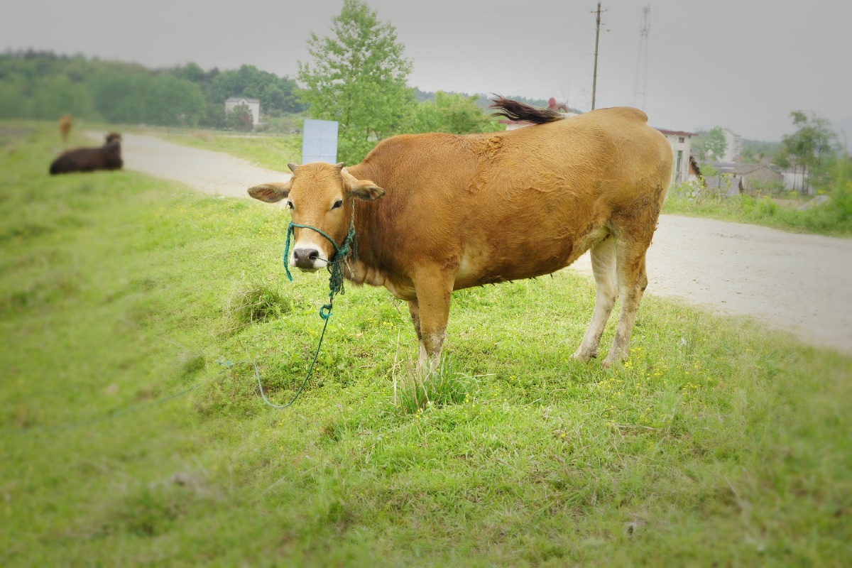 家乡的小黄牛