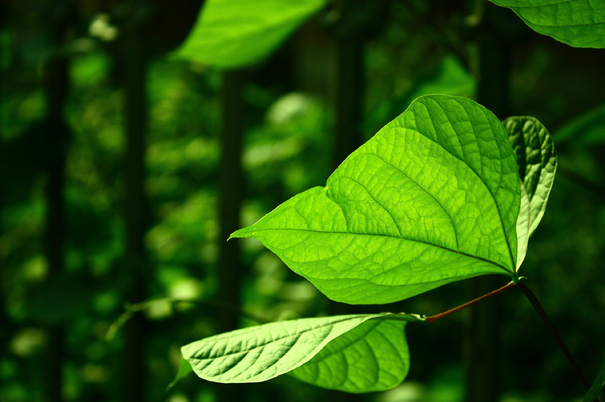 大绿叶子 - 艾瑟雷德 - 图虫