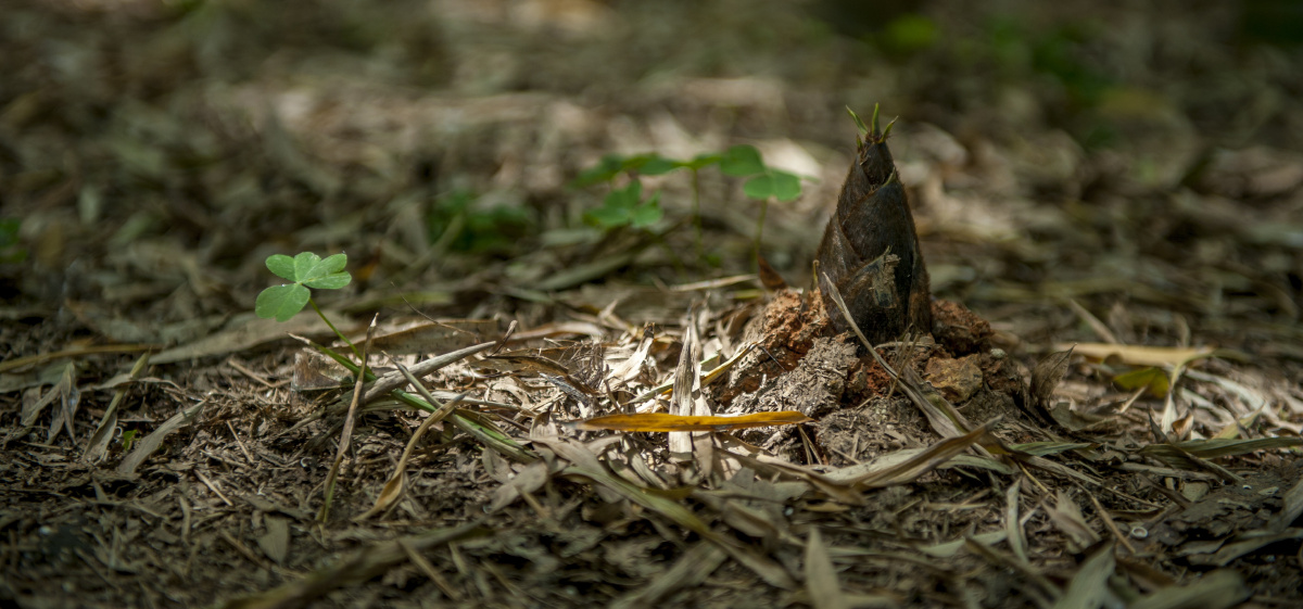 竹林里的小竹笋,还有三叶草