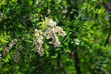 _MG_8549.JPG