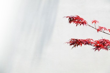 _MG_9499.JPG