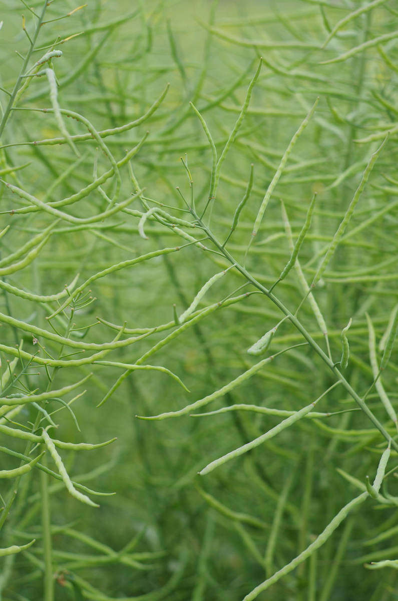 北风无 - 图虫摄影网