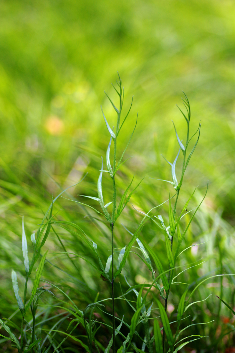 瓛- 北风无 - 图虫