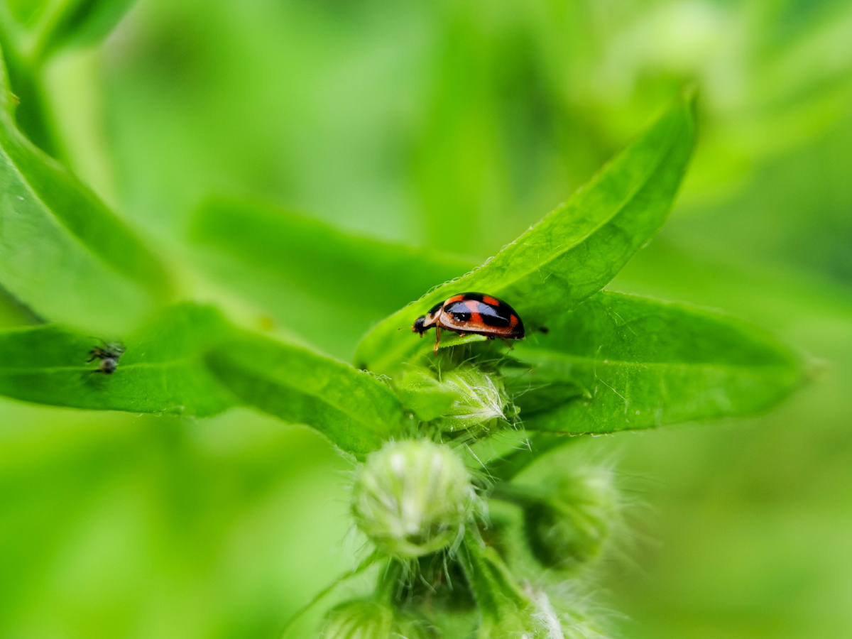 记录镜头下的美好昆虫记龟纹瓢虫mate30pro5g拍摄