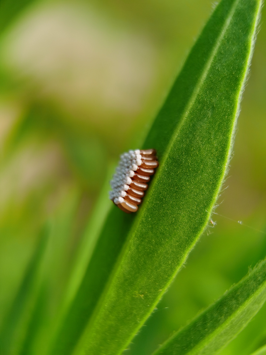 记录镜头下的美好昆虫记猎蝽卵mate30pro5g微距镜拍摄