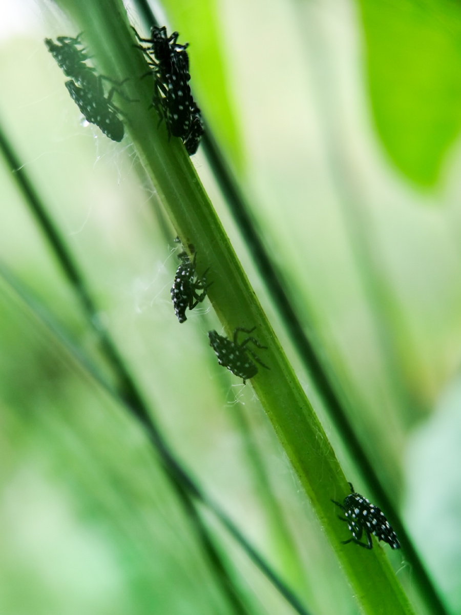 记录镜头下的美好斑衣蜡蝉若虫