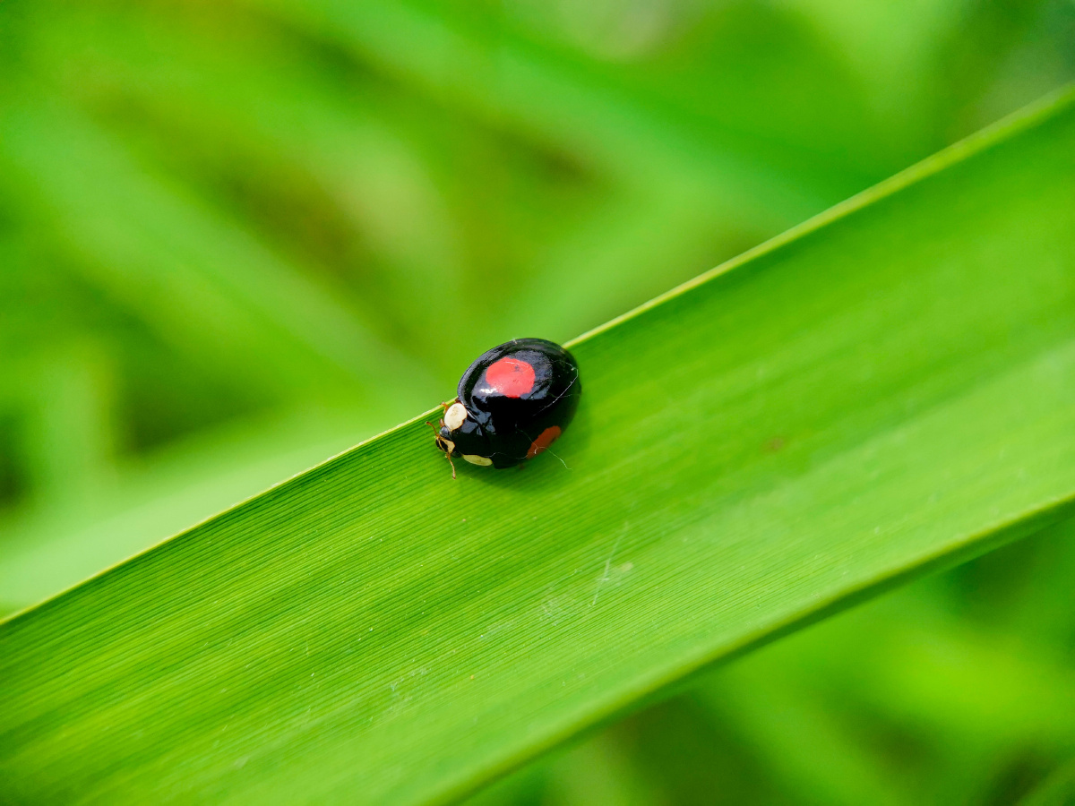 记录镜头下的美好昆虫记赤星瓢虫荣耀20pro拍摄